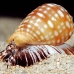 shell_li_h_0705_png2079.jpg